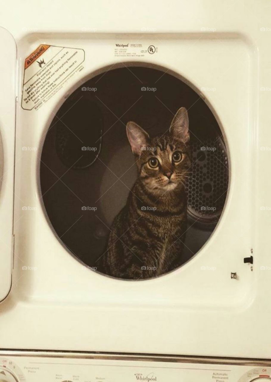 Cutest Dryer Ever