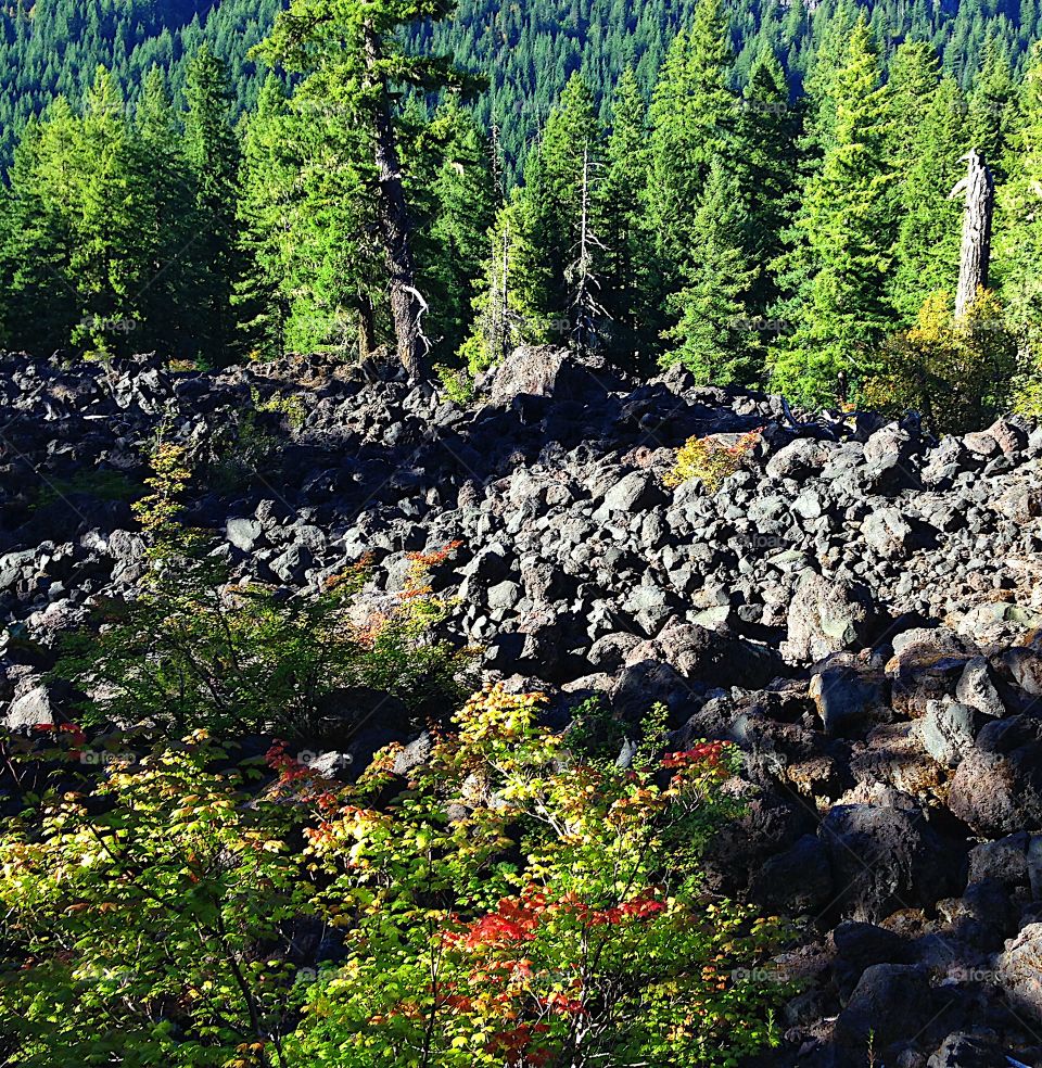 Colorful fall foliage growing in the hardened lava rock in Oregon’s forests. 