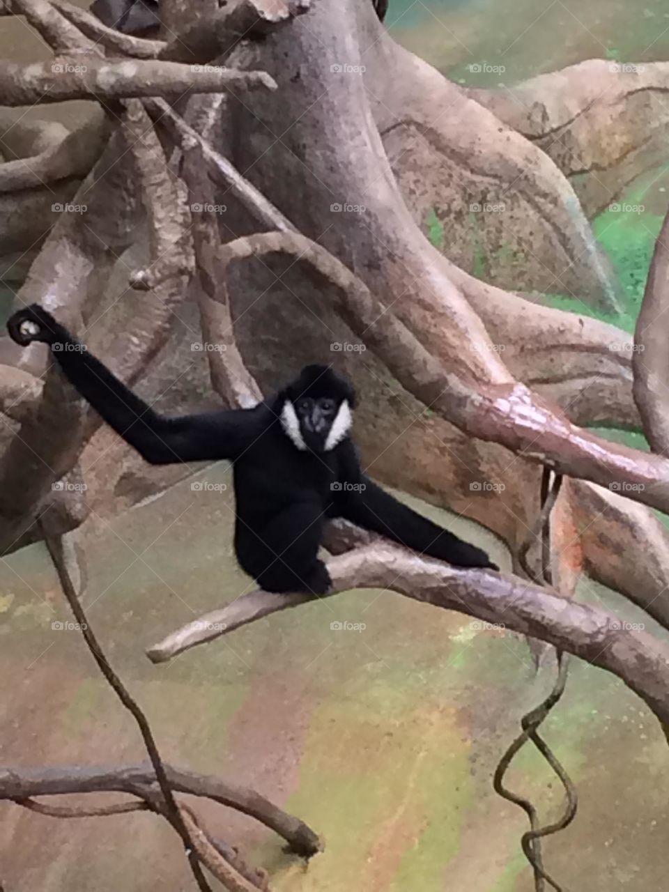 Monkey at Brookfield Zoo