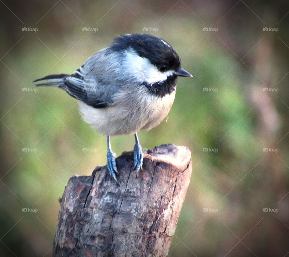 chickadee