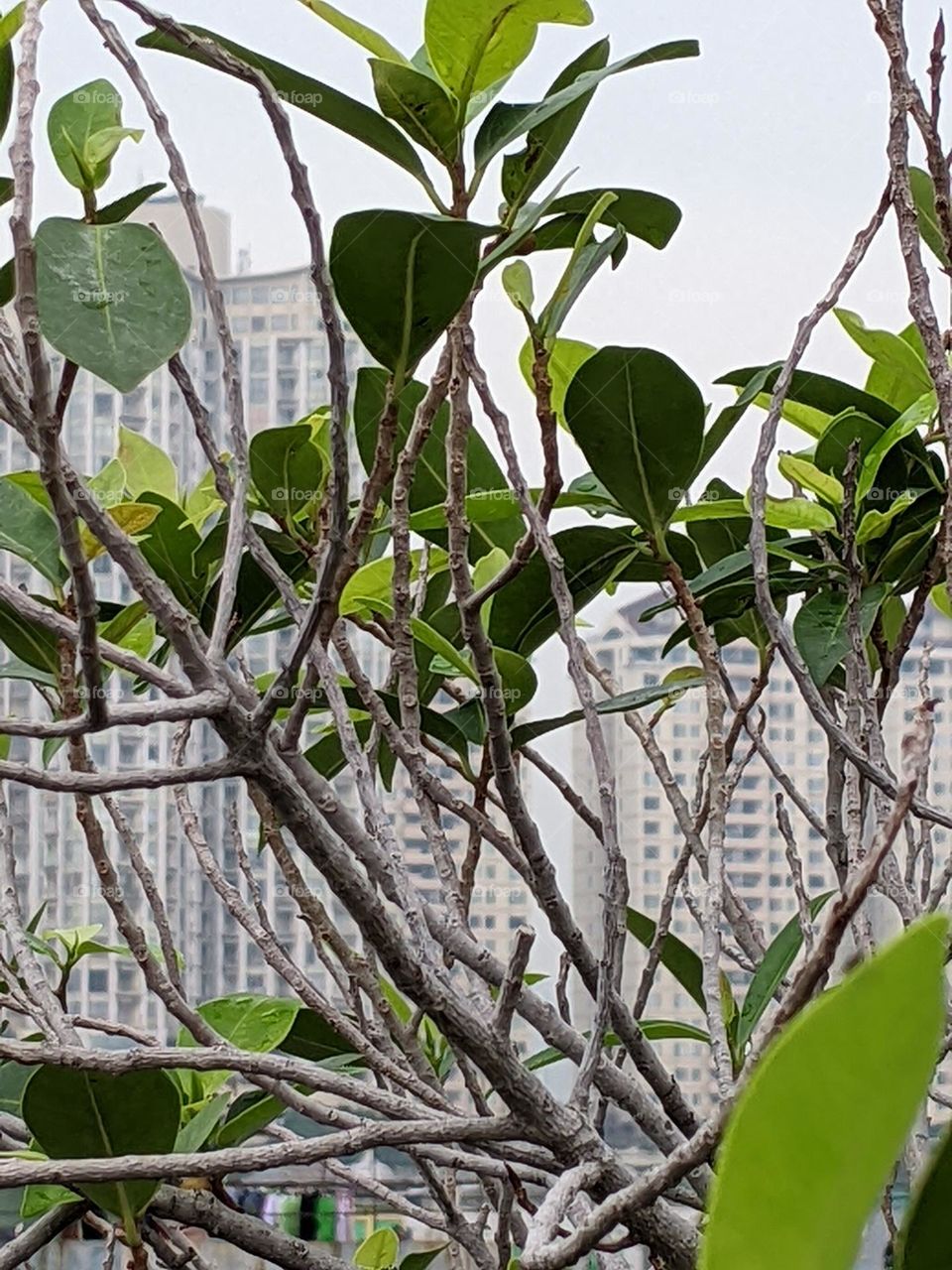 ficus plants and background of buildings in the city.