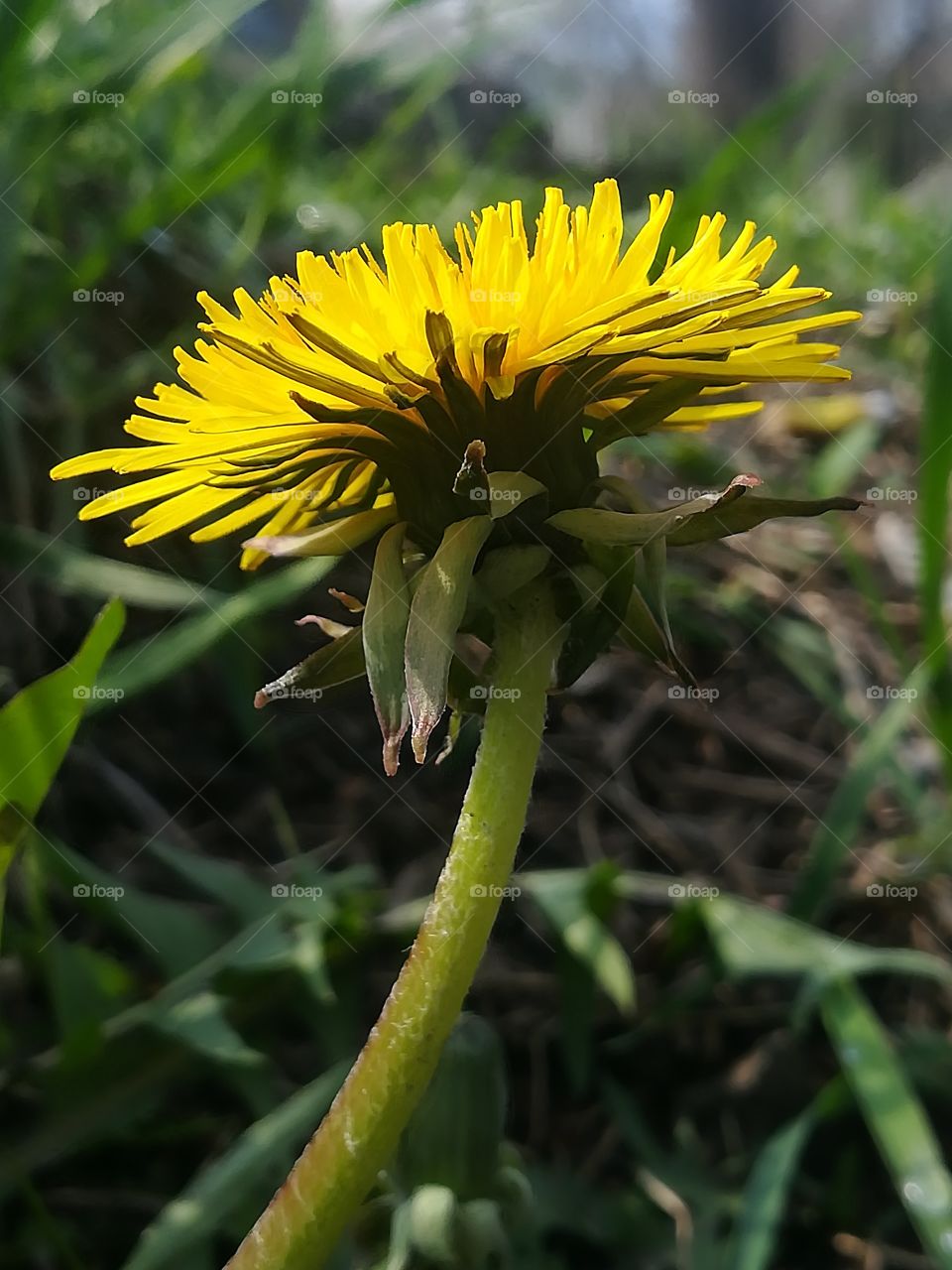 Yellow Flowers