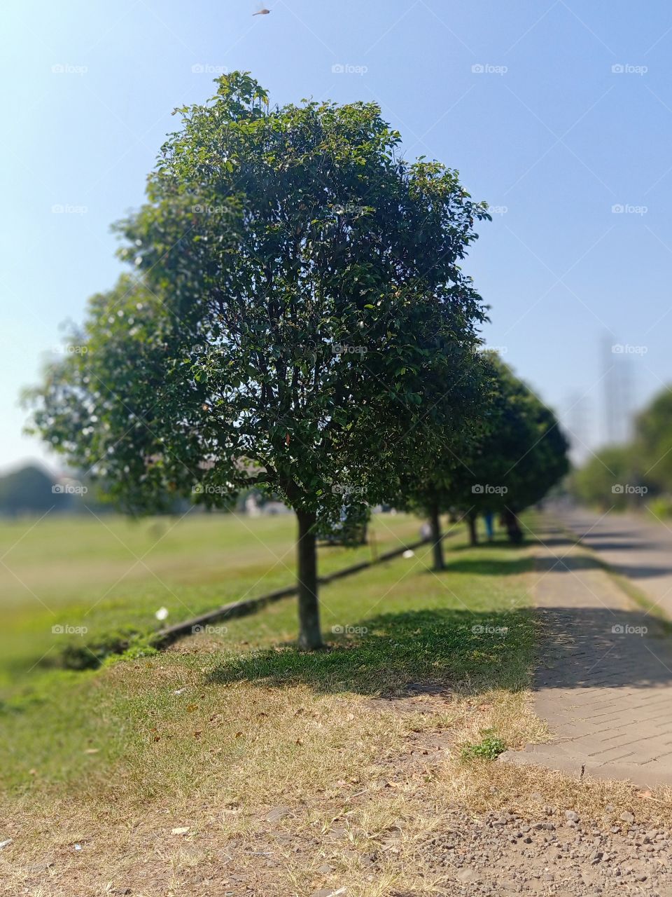 tree area