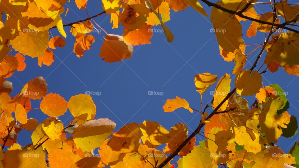yellow autumn leaves on a blue sky background