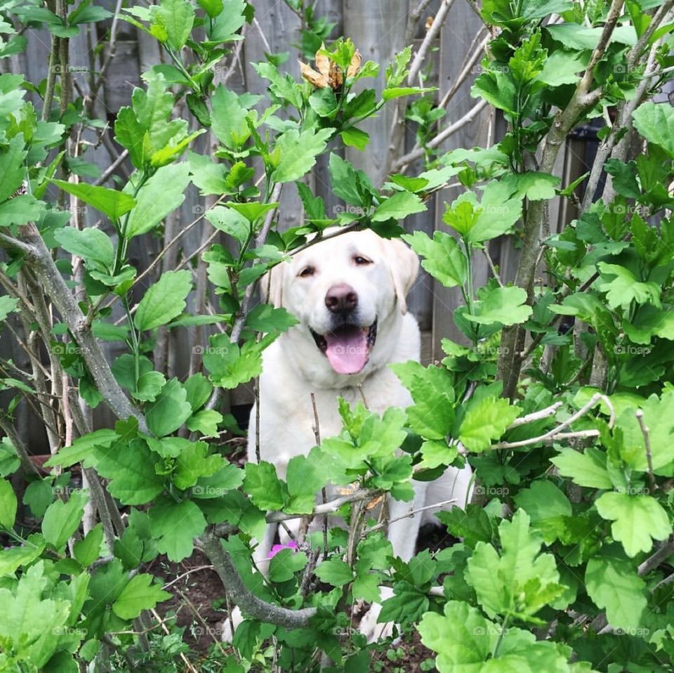 Dog in Bushes