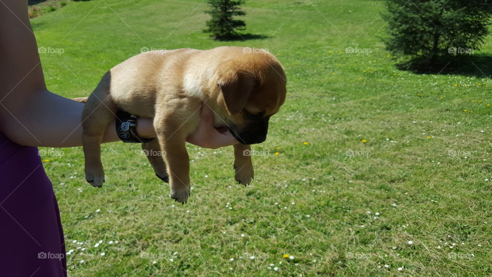 flying pup