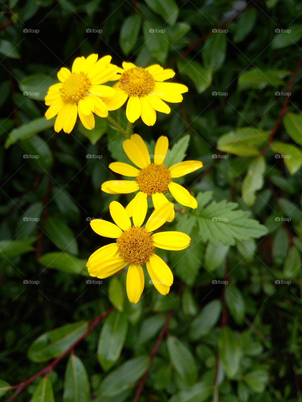 yellow flowers