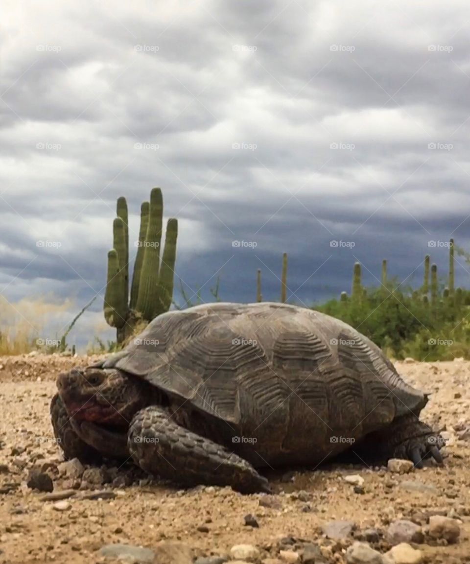 Desert Wildlife - Tortoise in a hurry