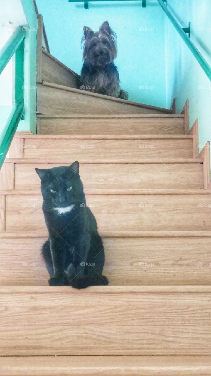 Gato e cachorro cat dog