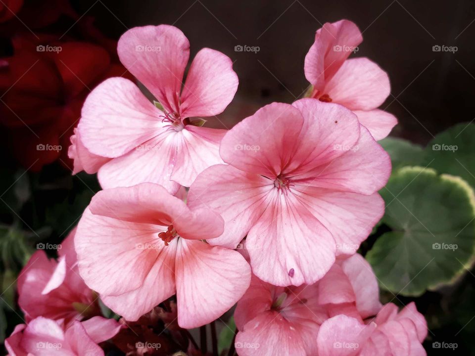 beautiful geranium in bloom