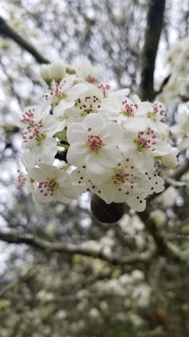 blossoms