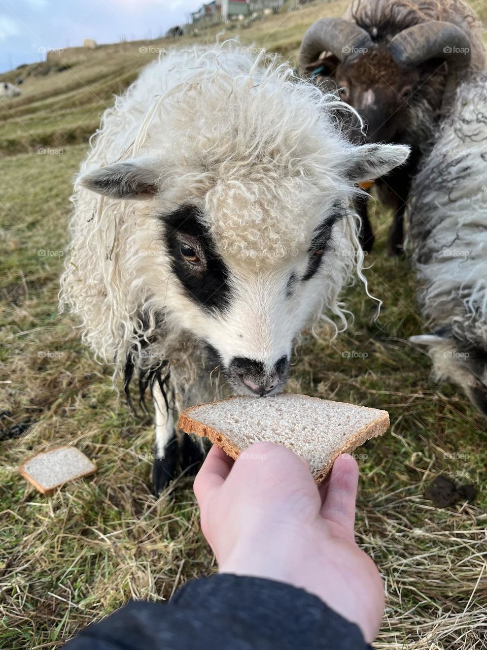 Always feed your sheep