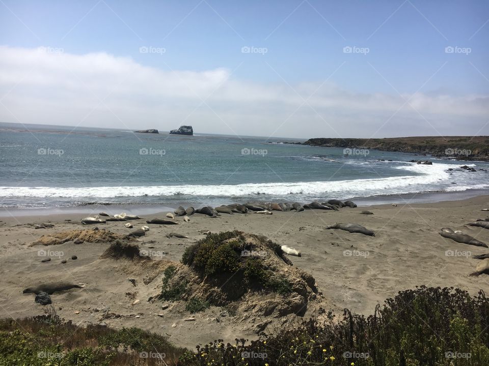 Elephant Seal Beach