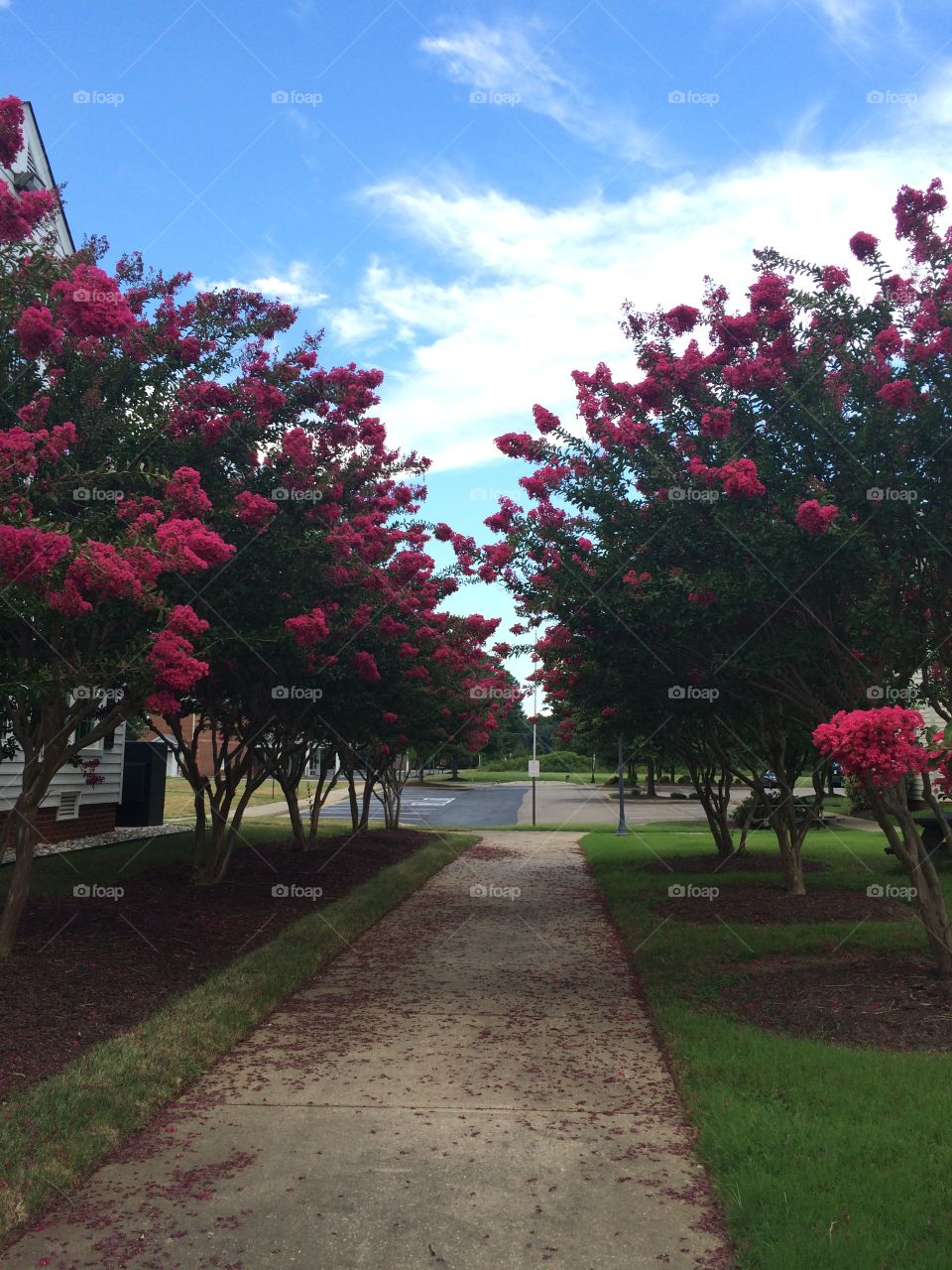 Blooms