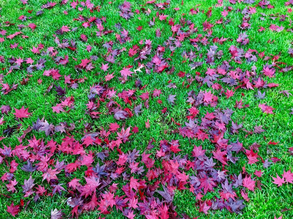 Red fallen leaves on grass