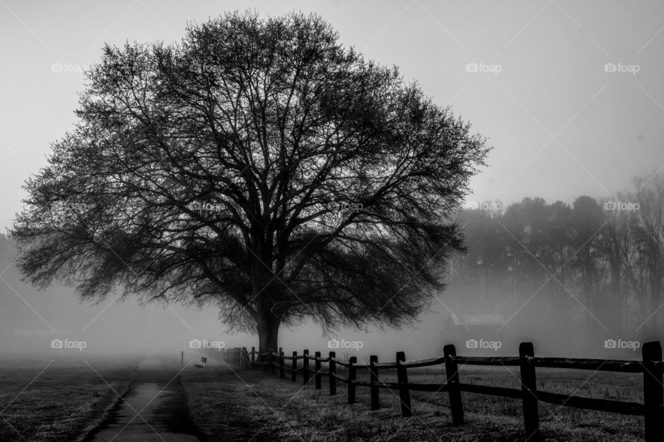 Black and white of a barren mighty oak among the fog at Lake Benson Park in Garner, North Carolina. 