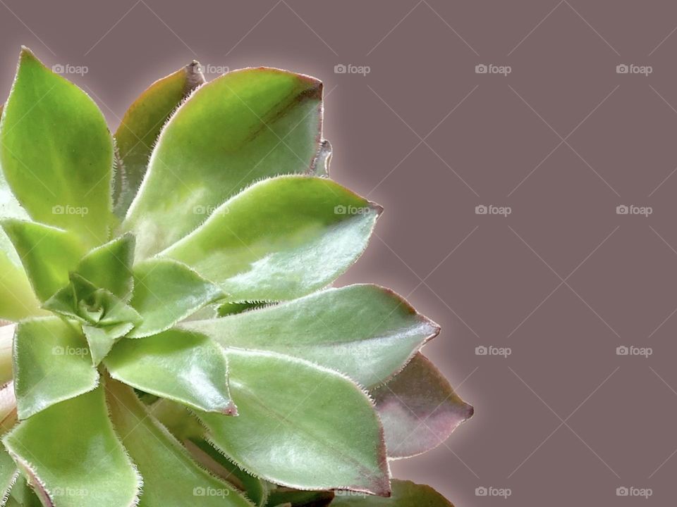 Aeonium, succulents, plants, backgrounds, copy space