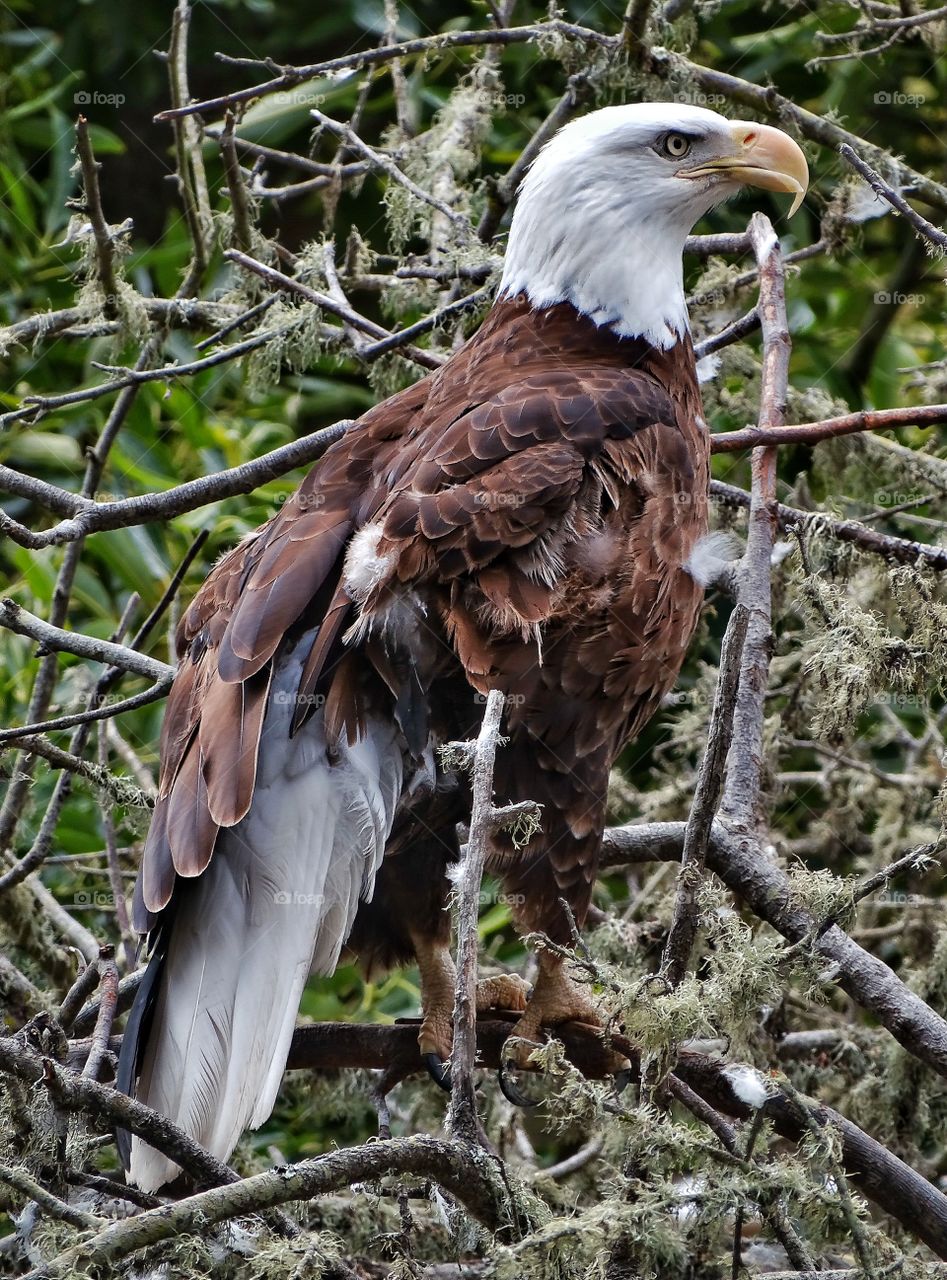 Bald Eagle. Noble American Bald Eagle In California
