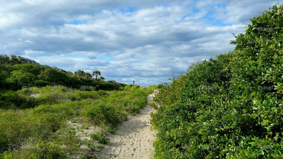 Footpath in forest