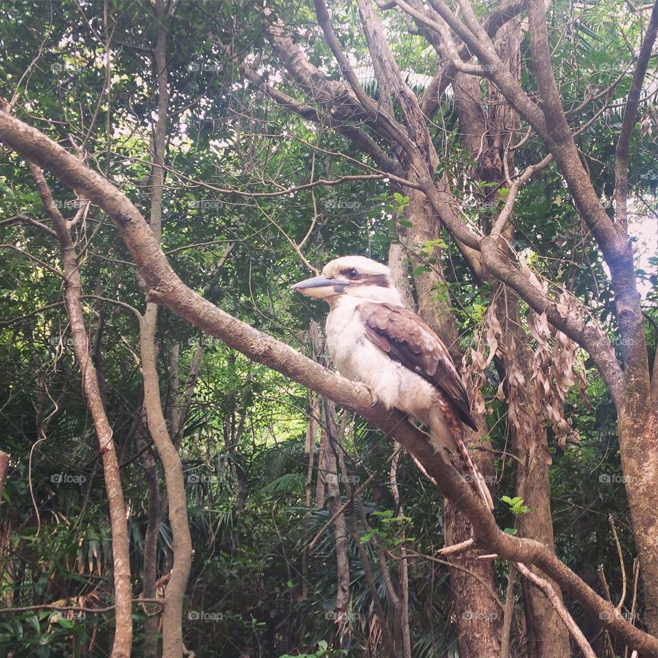 Kookaburra in Byron Bay 