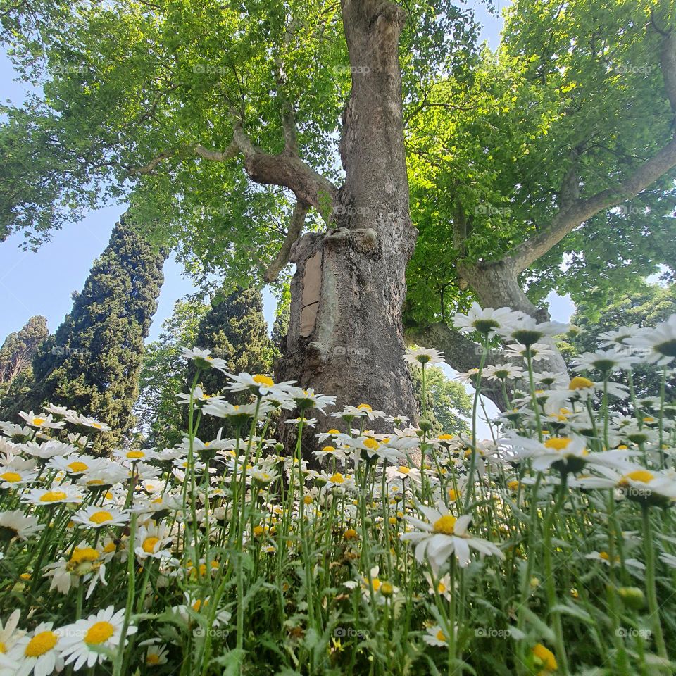 daisies