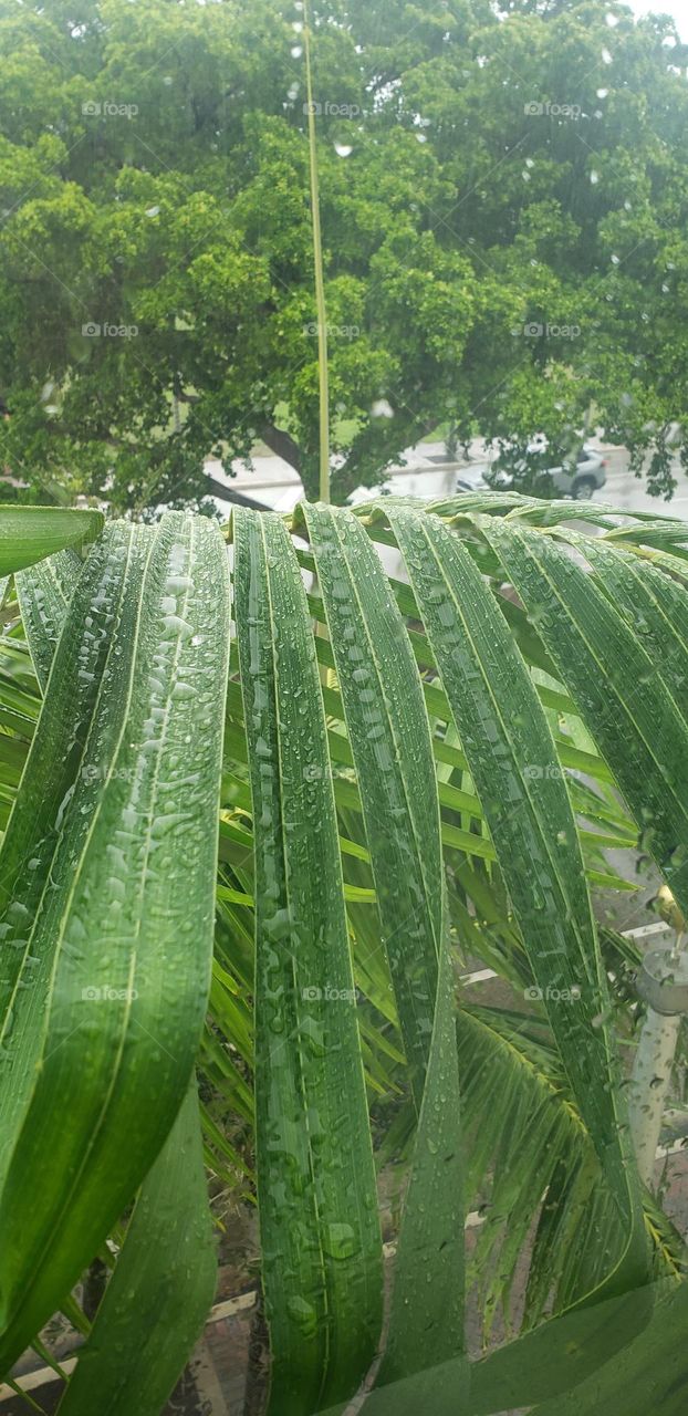 palm leaves with raindrops