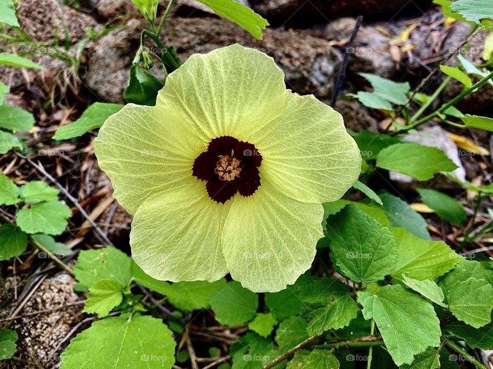 Yellow flower