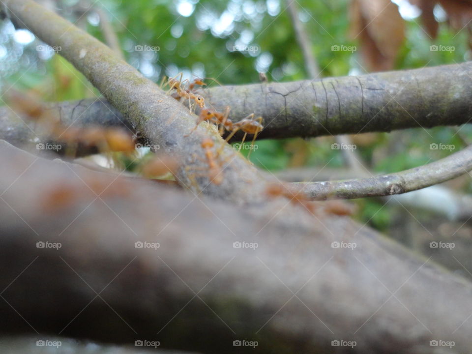 Close-up of ants on the branch