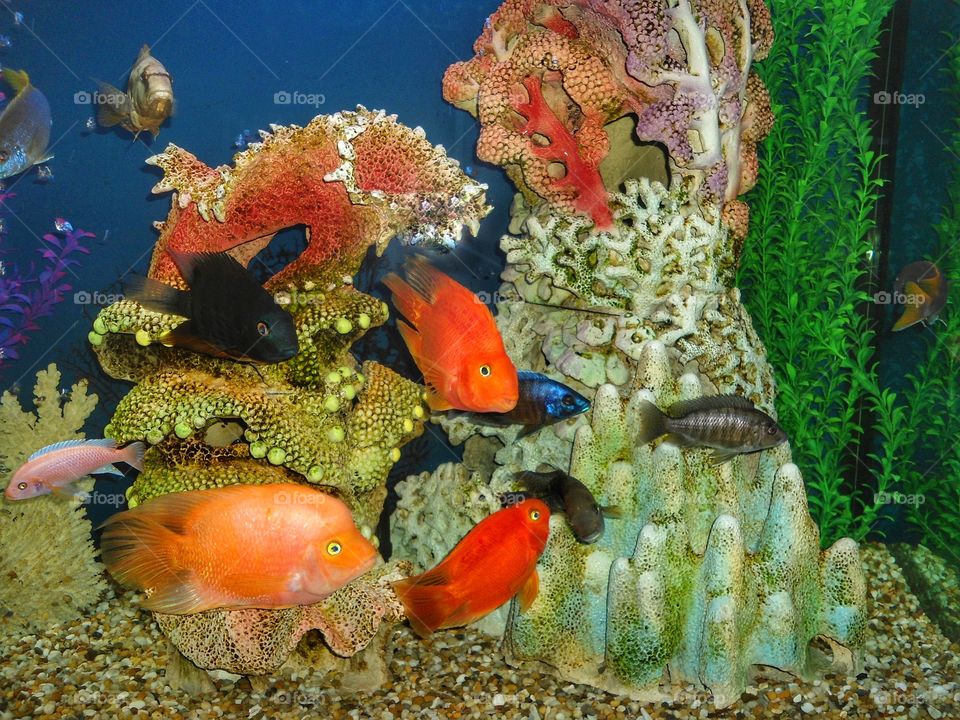 Aquarium fish
