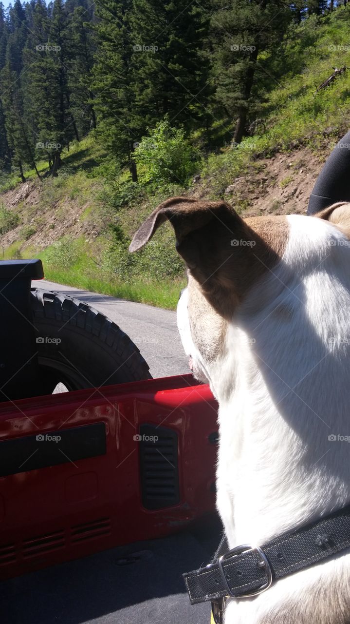 Dog's Favorite Past Time. dog riding in a jeep into the mountains