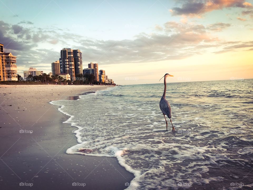 Great blue heron fishing at sunset on the beach in Naples Florida