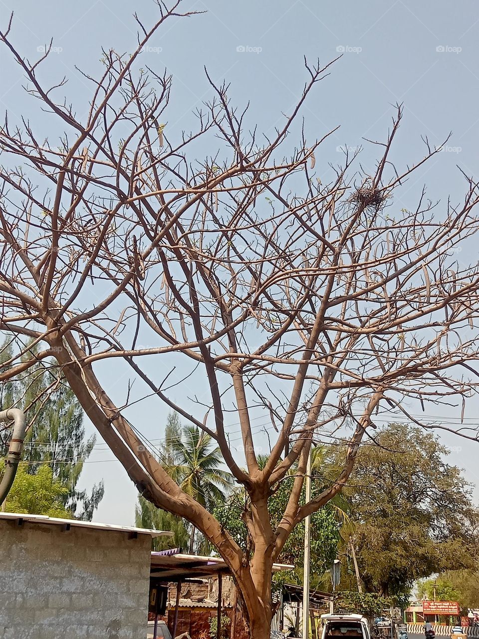 ravarma sparrow nest