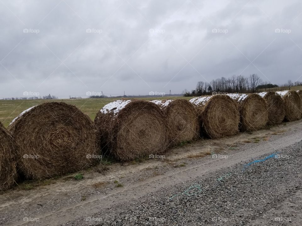 hay with snow