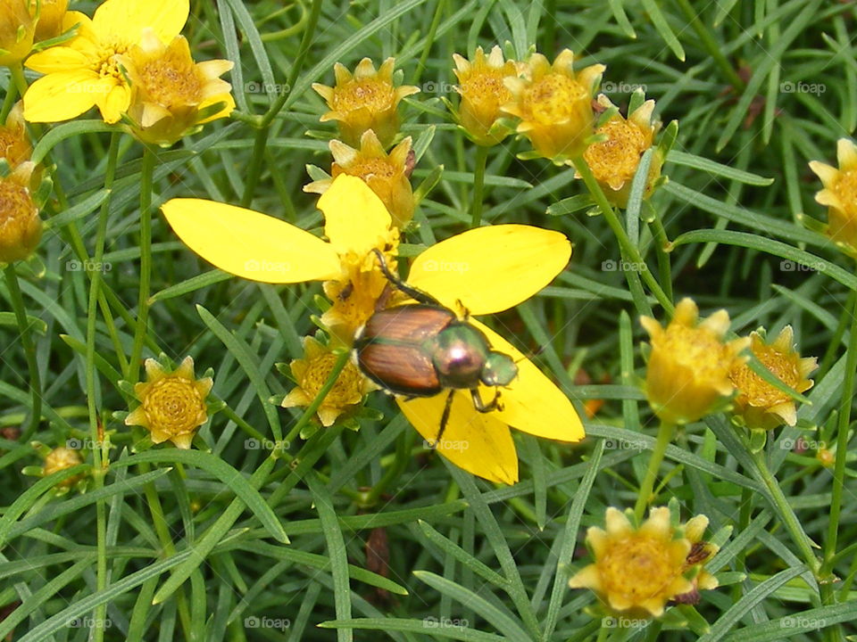 Bug on a yellow flower