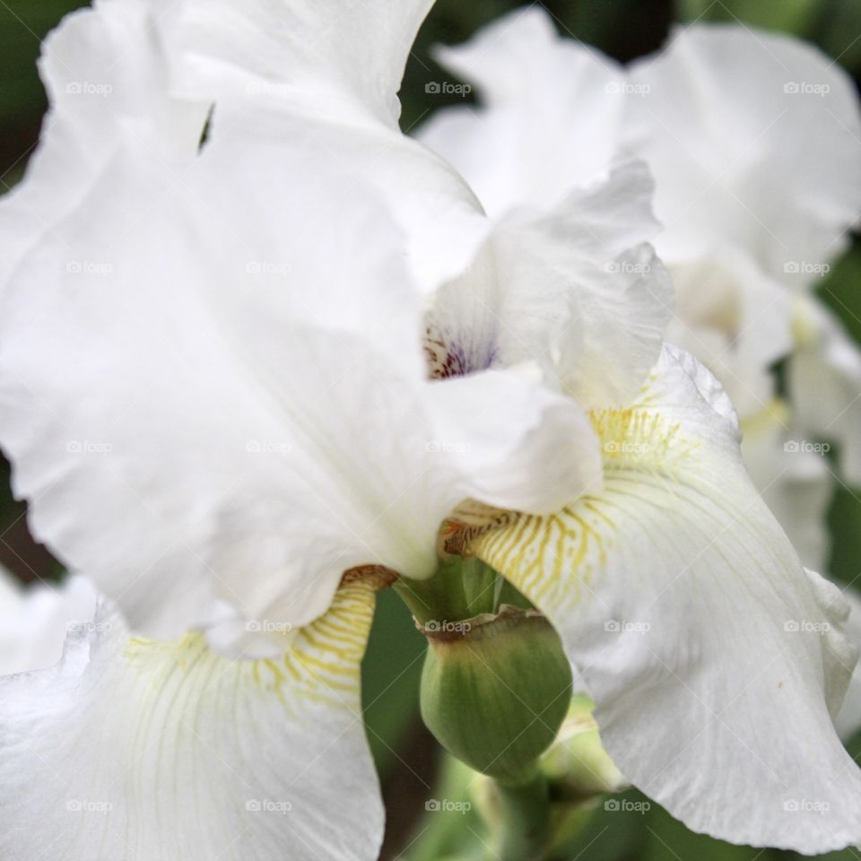 White Iris 