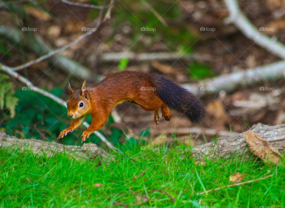 Red Squirrel jumping through the air on Brownsea Island