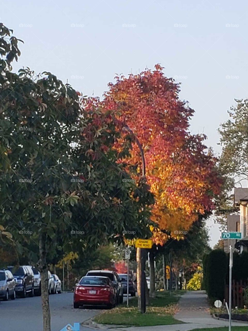 autumn leaves at busy street