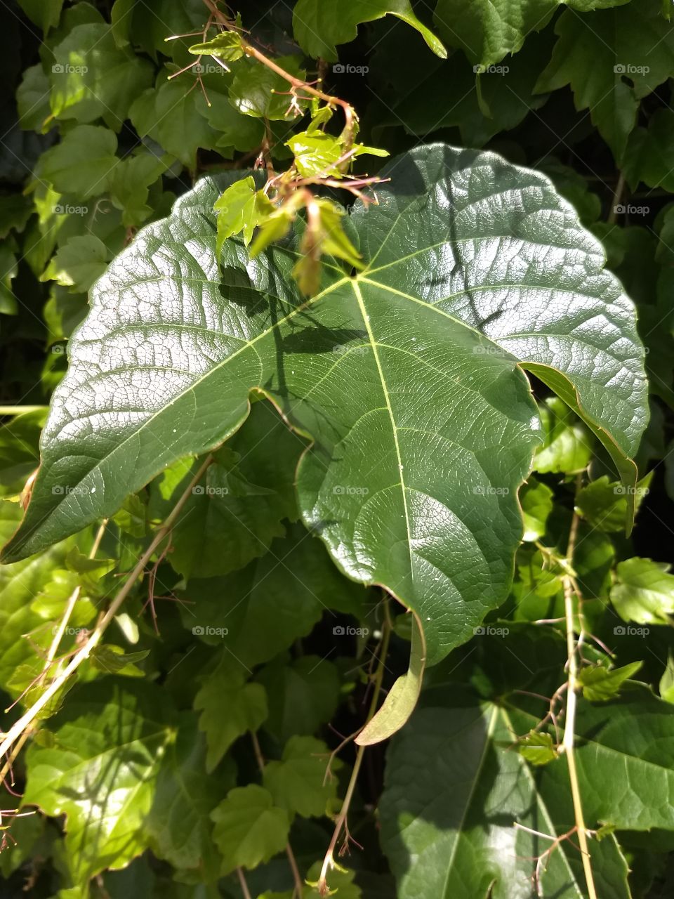 leaves