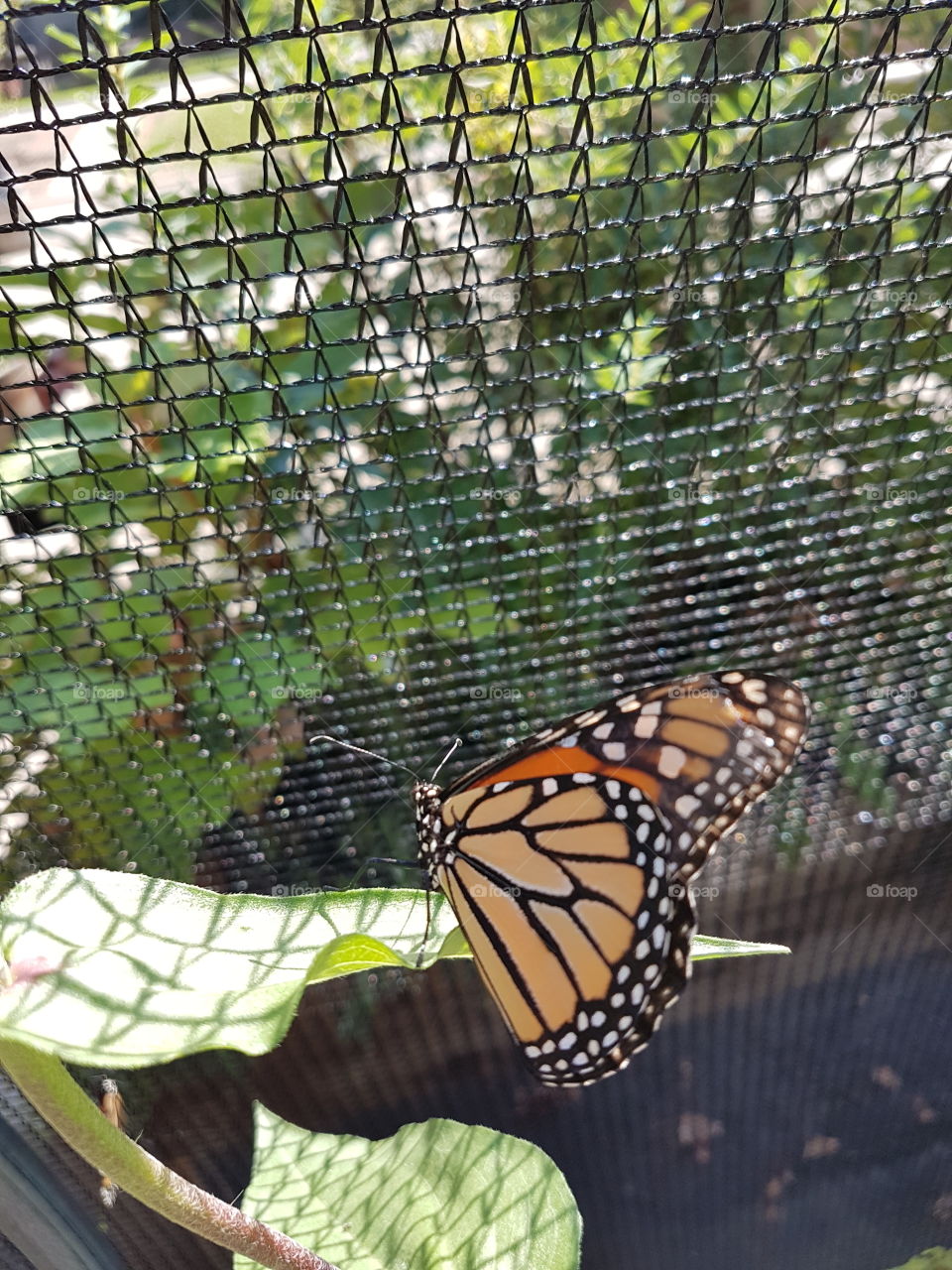 Stunning monarch butterfly perched on leaf inside a mesh enclosure.