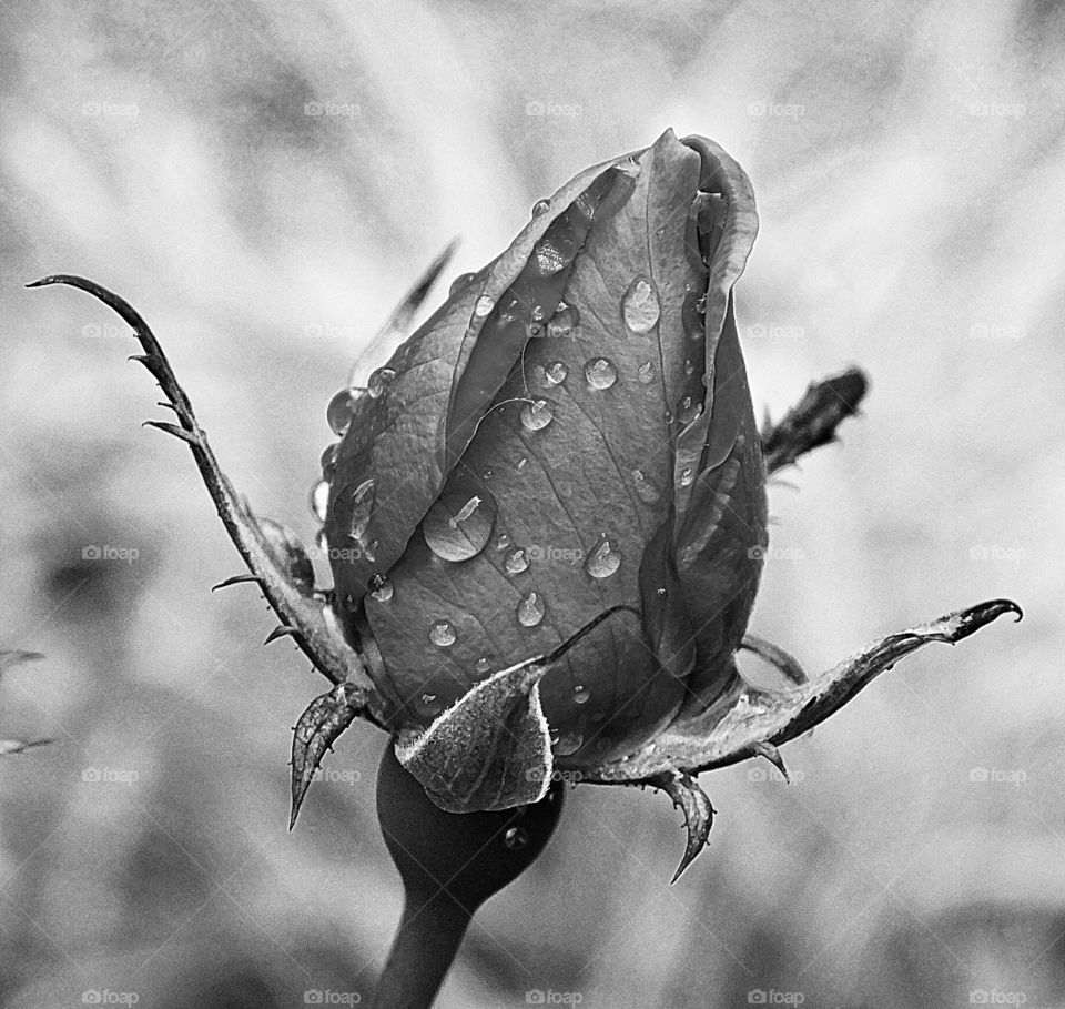 Color vs Black and White Foap Mission - Developing Black and white rose bud with raindrops 