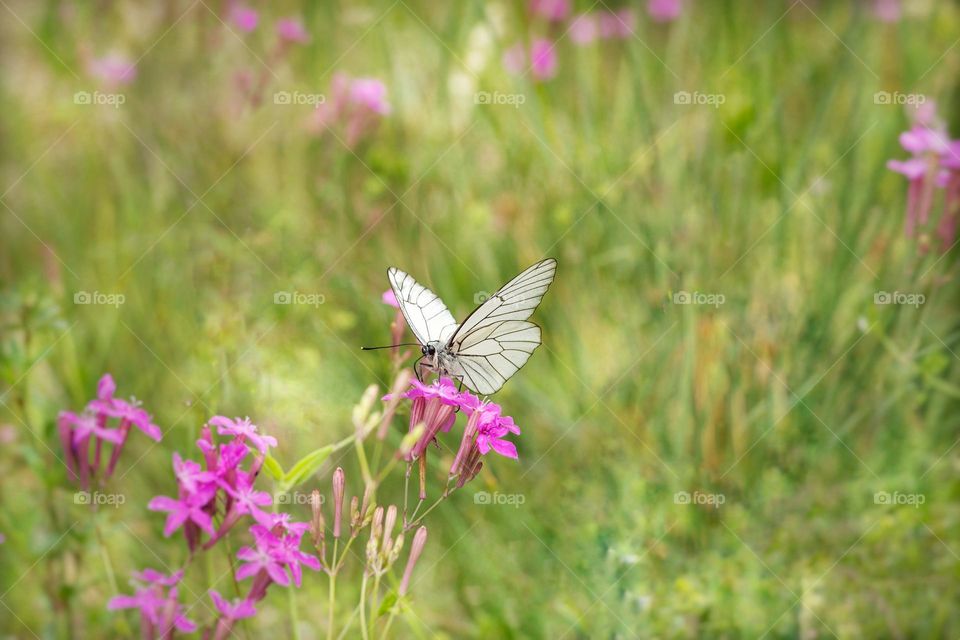 White butterfly on a purple flower