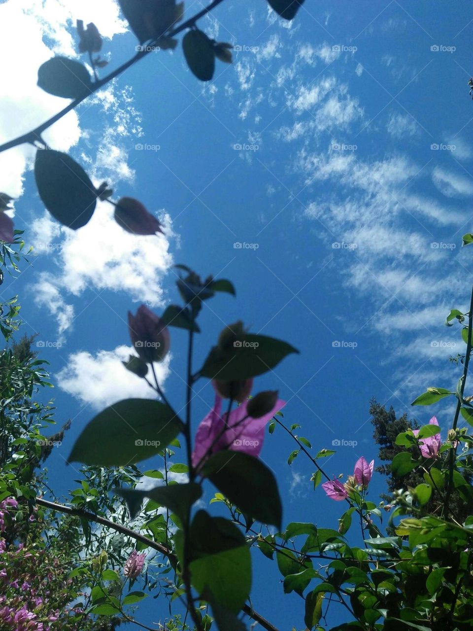 Beautiful flowers embraced blue sky.