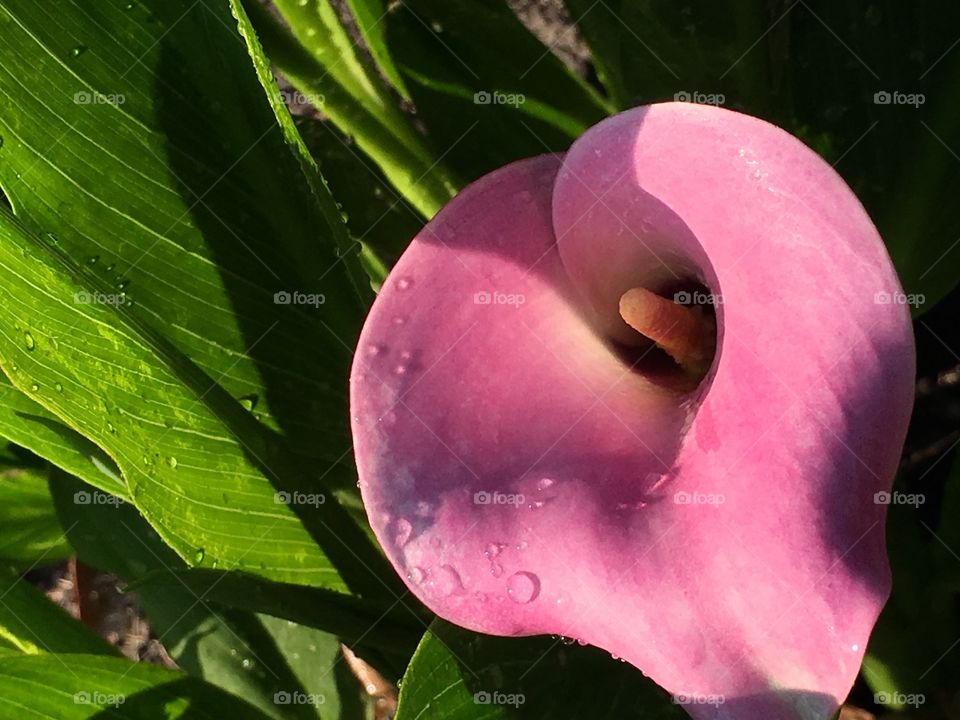 Lilly with rain drops. 