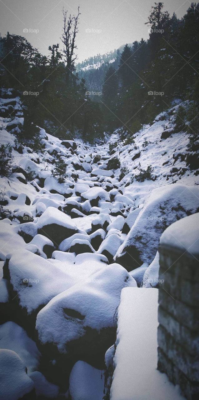 morning walk in snow