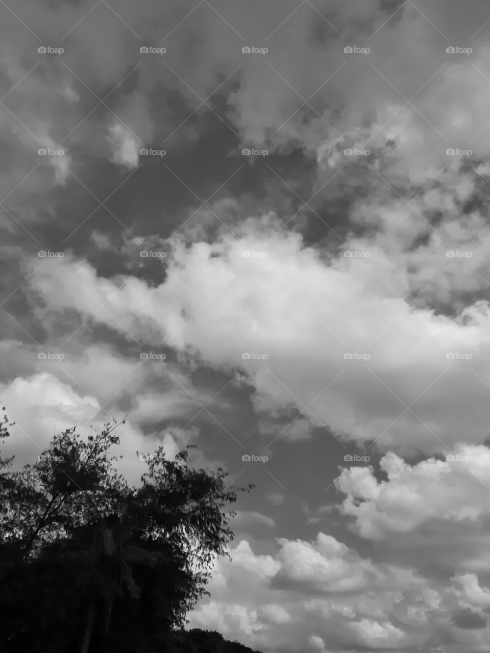 monochrome style of trees and clouds