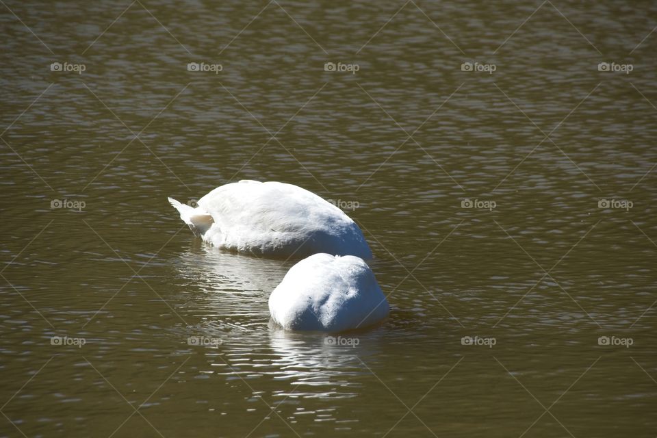 swans on the lake