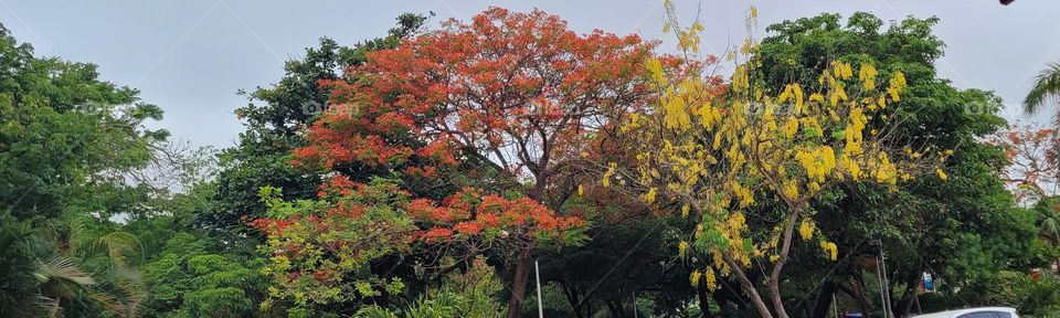 Colorful trees