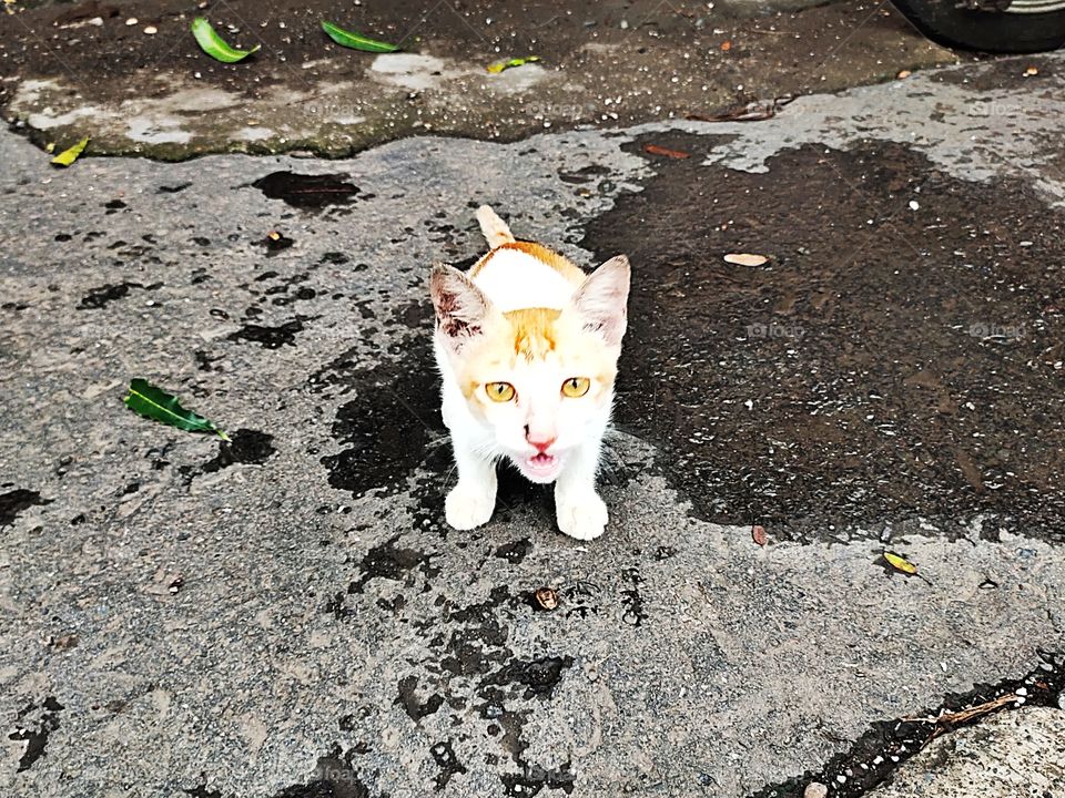 Wow,
Nonverbal Communication
Cat🐱🐱🐱
Trying to pass Words
Yellow eyes👁️👁️