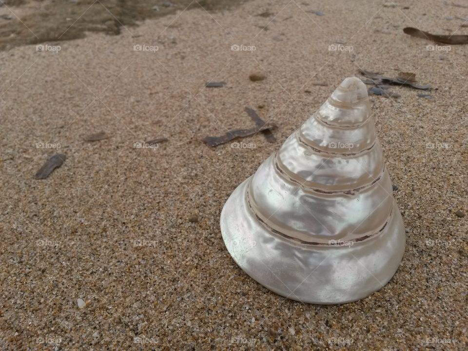 close up of conic seashell in front of the sea