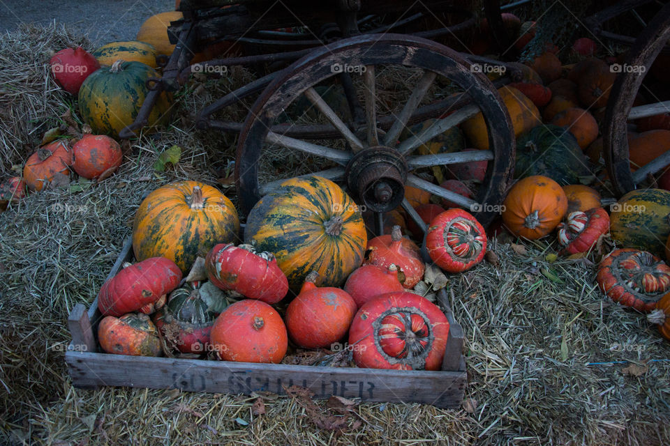 Halloween Pumpkins on display at a market in Copenhagen Denmark.